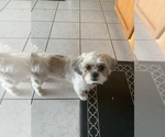 Small Photo #1 Shih Tzu Puppy For Sale in BRISTOL, IN, USA