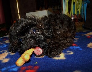 ShihPoo Puppy for sale in SMITHS CREEK, MI, USA
