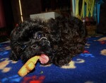 Small Photo #1 ShihPoo Puppy For Sale in SMITHS CREEK, MI, USA