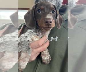 Dachshund Puppy for sale in MAYS LANDING, NJ, USA