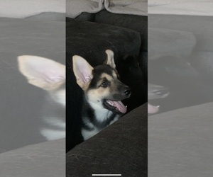 German Shepherd Dog-Siberian Husky Mix Puppy for sale in PEYTON, CO, USA