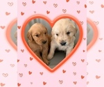 Small Photo #2 Golden Retriever Puppy For Sale in EHRHARDT, SC, USA