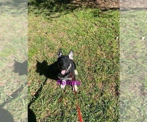 German Shepherd Dog Puppy for Sale in ALACHUA, Florida USA