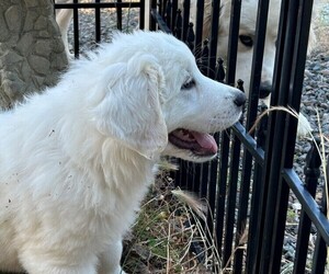 Great Pyrenees Puppy for sale in CANYONVILLE, OR, USA