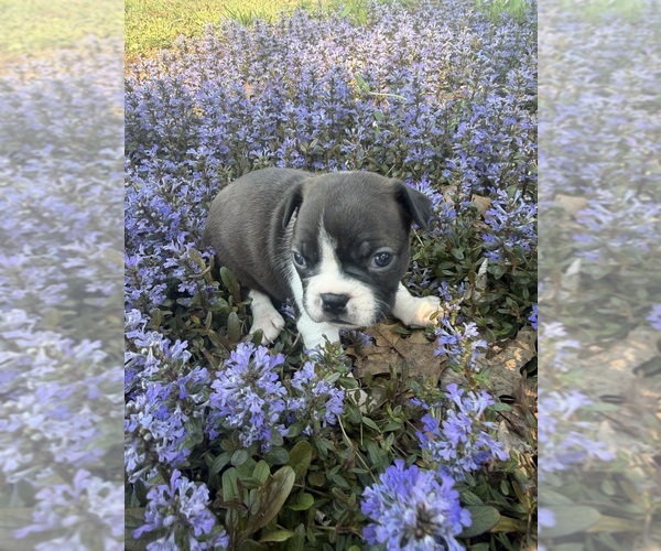 Medium Photo #9 Boston Terrier Puppy For Sale in FREDONIA, KS, USA