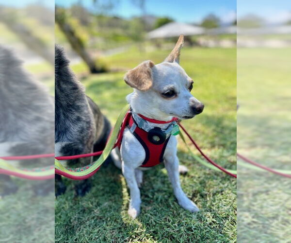 Medium Photo #2 Chihuahua-Unknown Mix Puppy For Sale in Lake Elsinore, CA, USA