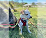 Small #1 Chihuahua Mix