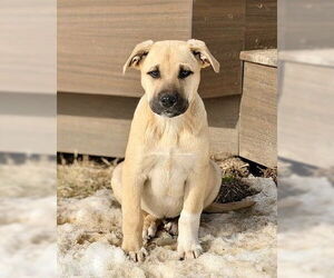 Labrador Retriever-Unknown Mix Dogs for adoption in Genesee, WI, USA
