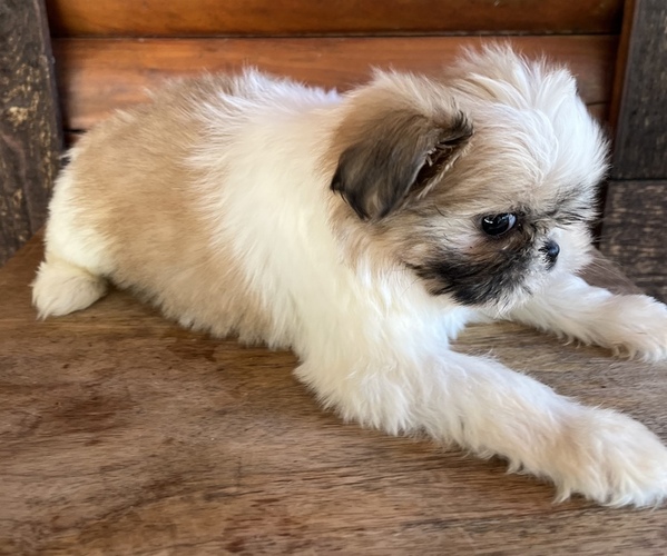 Medium Photo #3 Shiranian Puppy For Sale in SAINT AUGUSTINE, FL, USA