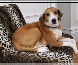 Pongo Beaufort - Male Retriever -Unknown Mix Dog for Adoption - Photo #7