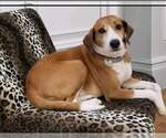 Small #6 Retriever  Mix