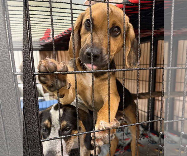 Medium Photo #5 Labbe Puppy For Sale in GILBERTS, IL, USA