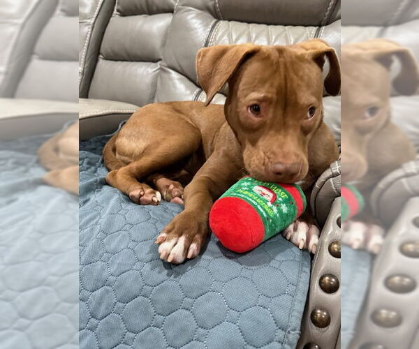 Medium Photo #17 American Pit Bull Terrier-Labrador Retriever Mix Puppy For Sale in Oakhurst, NJ, USA