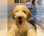 Small Photo #17 Goldendoodle Puppy For Sale in BRANDON, FL, USA