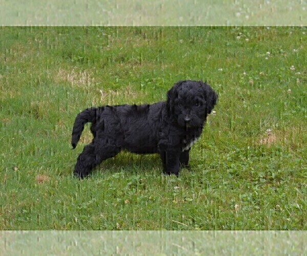 Medium Photo #2 Bernedoodle Puppy For Sale in MIFFLINBURG, PA, USA