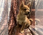 Small Photo #11 Shiba Inu Puppy For Sale in NEW YORK, NY, USA