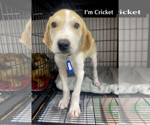 Beagle-Unknown Mix Dogs for adoption in GILBERTS, IL, USA