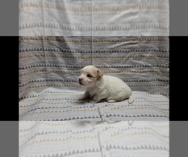 Medium Photo #8 Maltipoo Puppy For Sale in BROOKFIELD, MO, USA