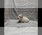 Small Photo #8 Maltipoo Puppy For Sale in BROOKFIELD, MO, USA