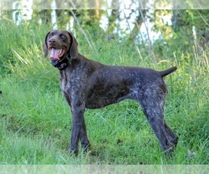 Mother of the German Shorthaired Pointer puppies born on 02/17/2022
