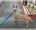 Small #8 Mutt
