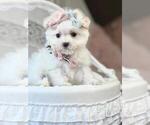 Small #8 Maltese