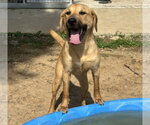 Small #3 Golden Labrador