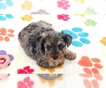 Small #9 Yorkipoo