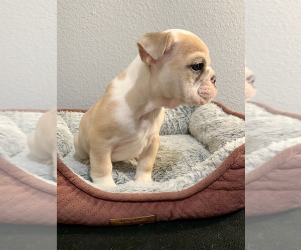 Medium Photo #4 English Bulldog Puppy For Sale in SAN DIEGO, CA, USA