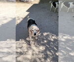 Small #9 Beagle