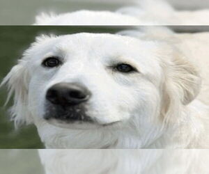 Mutt Dogs for adoption in Canton, CT, USA