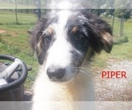 Small Photo #4 Australian Shepherd Puppy For Sale in GLADE HILL, VA, USA