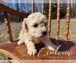 Small #8 Poovanese