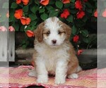Small Photo #1 Bernedoodle-Poodle (Miniature) Mix Puppy For Sale in EAST EARL, PA, USA