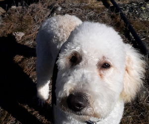 Goldendoodle Puppy for sale in AIRWAY HEIGHTS, WA, USA