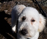 Small Photo #1 Goldendoodle Puppy For Sale in AIRWAY HEIGHTS, WA, USA