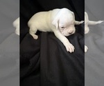 Puppy Puppy 9 Boxer