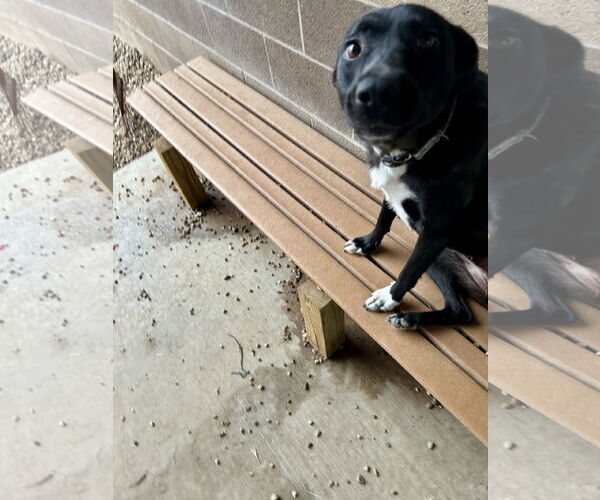 Medium Photo #3 Mutt Puppy For Sale in Pampa, TX, USA