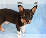 Small #1 Mutt