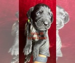 Small #3 German Shorthaired Pointer