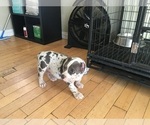 Small Photo #1 American Bully Puppy For Sale in COLTON, CA, USA