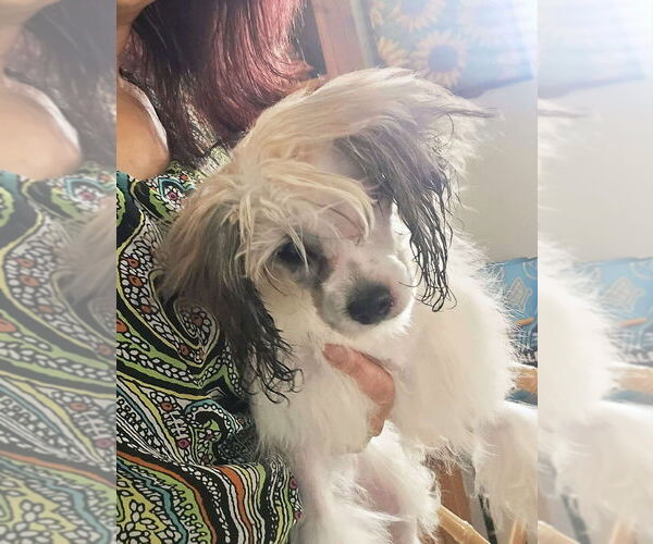 Medium Photo #3 Maltipoo Puppy For Sale in Plantation, FL, USA