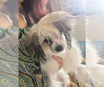 Small #2 Maltipoo