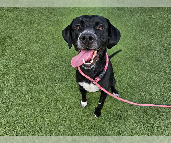 Medium Photo #2 Mutt Puppy For Sale in Orlando, FL, USA