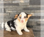 Small #4 Pembroke Welsh Corgi