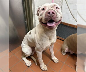 Mutt Dogs for adoption in Camarillo, CA, USA