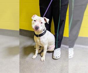 Dogo Argentino-Unknown Mix Dogs for adoption in Forestville, MD, USA