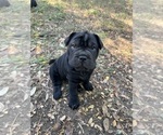Small Photo #4 Chinese Shar-Pei Puppy For Sale in AUSTIN, TX, USA