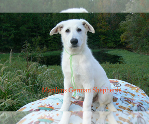 German Shepherd Dog Puppy for Sale in PIEDMONT, Missouri USA