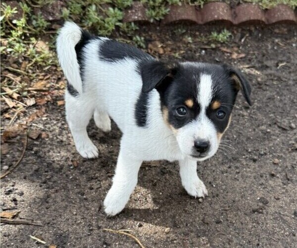 Medium Photo #1 Rat Terrier Puppy For Sale in WITHEE, WI, USA